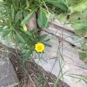 dandelion☆プロフ必見☆の画像