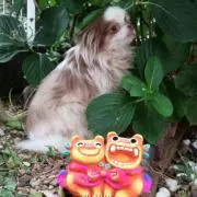 ちゅらの画像