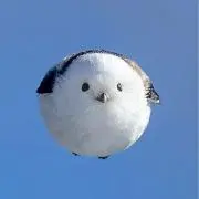 ポンの画像