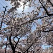 コキンちゃんの画像
