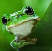 ドラゴンの画像