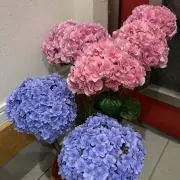 なつ