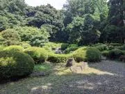 bobの画像