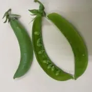 まめの画像