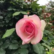 みーの画像
