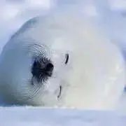 アザラシの画像