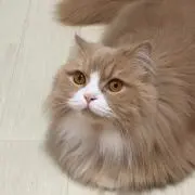Munchkin