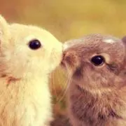 ぶう♡