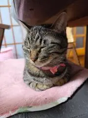 ちなっぷーの画像