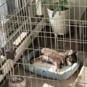 櫻井の画像
