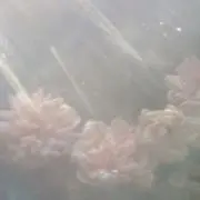 Wednesdayの画像