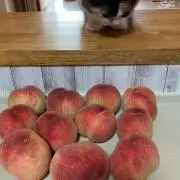 Tomo