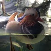 あわせ