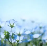 きんもくせいの画像