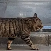 sonosaki aiの画像