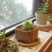 ｃａｃｏの画像