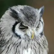ふく