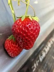 kiyochanの画像