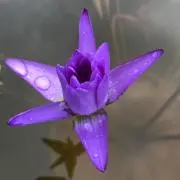 つよし