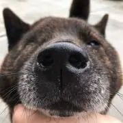 おもち