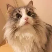 HALʕ•ﻌ•ʔハル