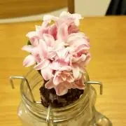 さおちゃんの画像