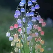 すずの画像