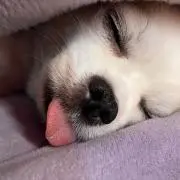 あむるん