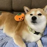 梅子丸の画像
