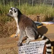 ワオ