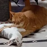 ミーたん