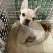 あんご