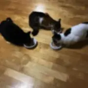まめゴマ
