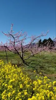 ジャムの画像