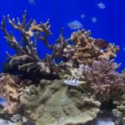 えびふらいの画像