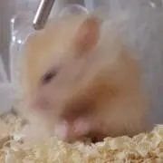 。
