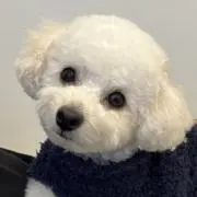Momoの画像