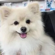 ポンポン‪´•ᴥ•`の画像