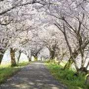 さくらの画像