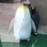 K.
