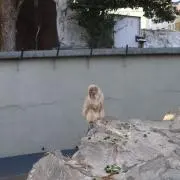 福　-即購入OKです-の画像