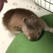 エンジン