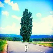 ぽしの画像