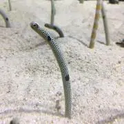 アナごんの画像