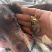 ボブ