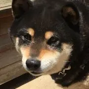 ぺんた