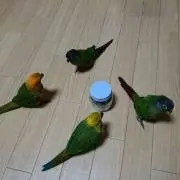 ホークの画像
