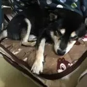 げんたろうのお店　プロフ確認お願いします