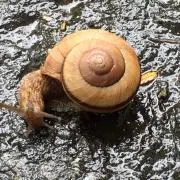 オニオ