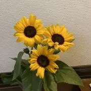 やっちゃんwoodの画像